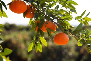 WhatsApp Image 2022-08-10 at 12.14.47 AM (3)